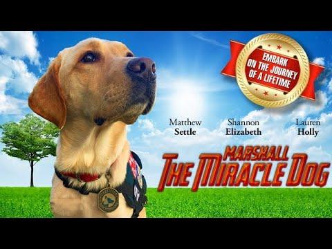 Marshall the Miracle Dog